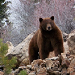 Photo of a Lake Tahoe Bear